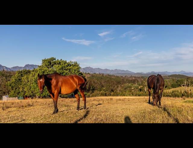 FARM FOR SALE IN PLETTENBERG BAY RURAL